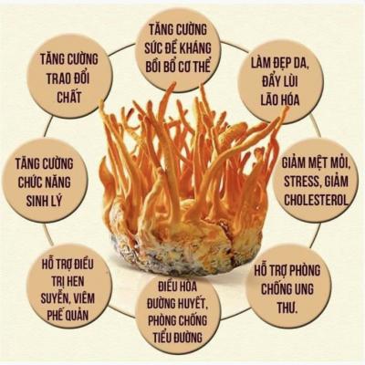 Công dụng và hướng dẫn sử dụng Đông trùng hạ thảo NỮ HOÀNG